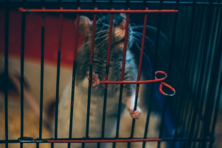 Elevated Plus Maze: Decoding Rodent Fear and Anxiety