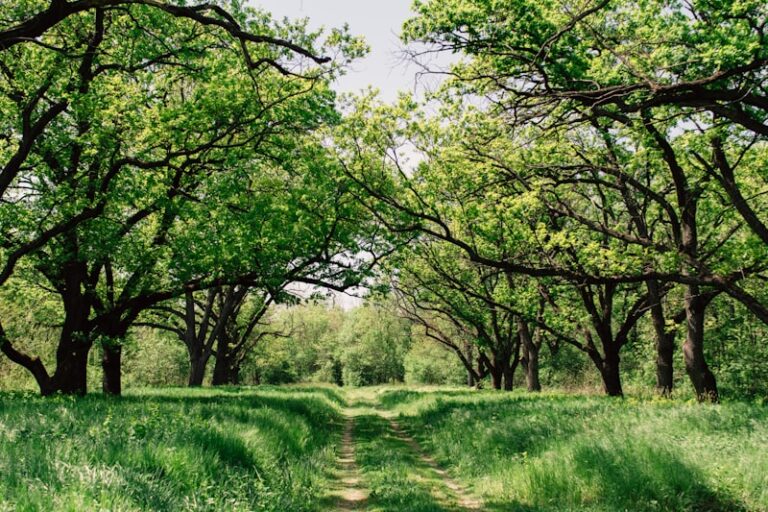Environmental Psychology: Healing Minds Through Nature