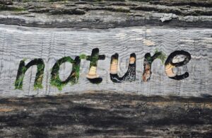 Environmental Psychology: How Nature Shapes Your Mind