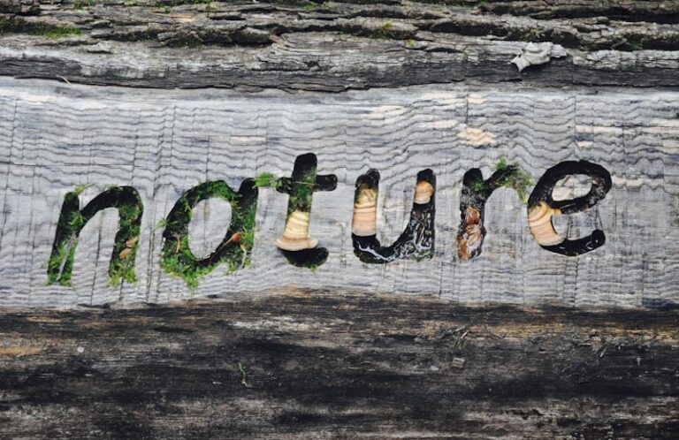 Environmental Psychology: How Nature Shapes Your Mind