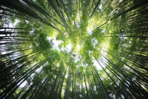 Environmental Psychology: How Your Surroundings Shape You