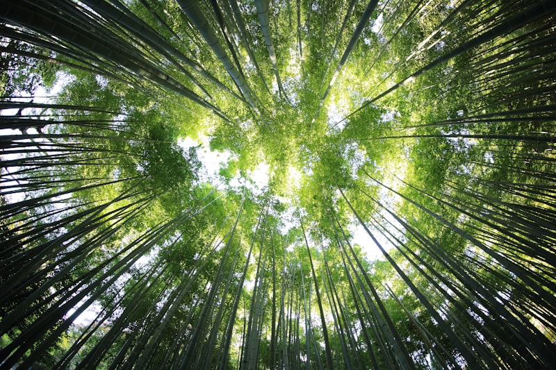 Environmental Psychology: How Your Surroundings Shape You