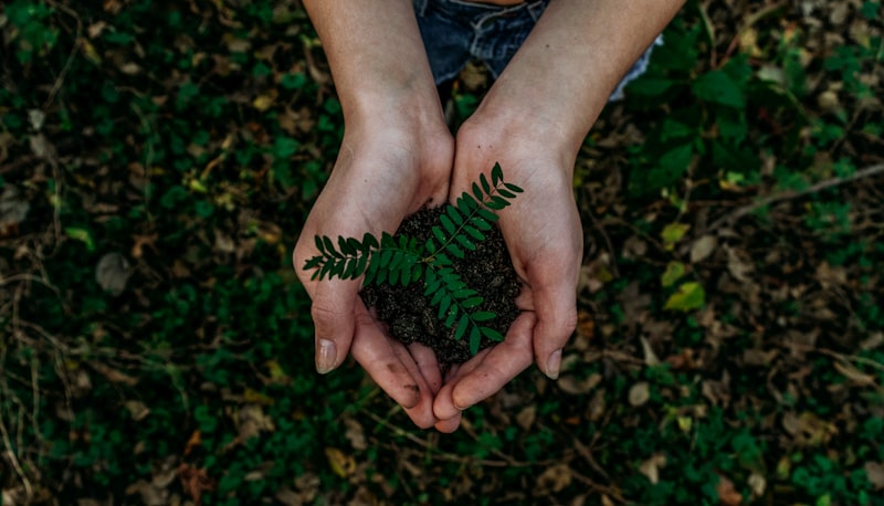Environmental Therapy: Harnessing Nature for Mental Peace