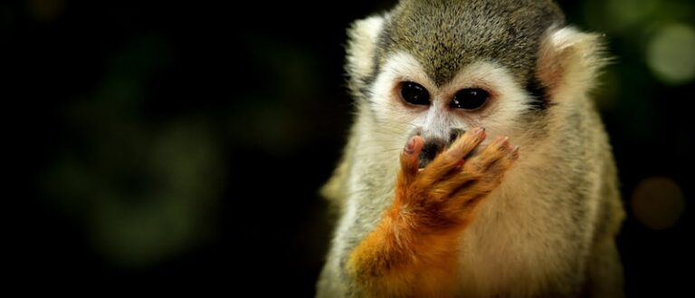 Ethograms: Unlocking the Secrets of Animal Behavior