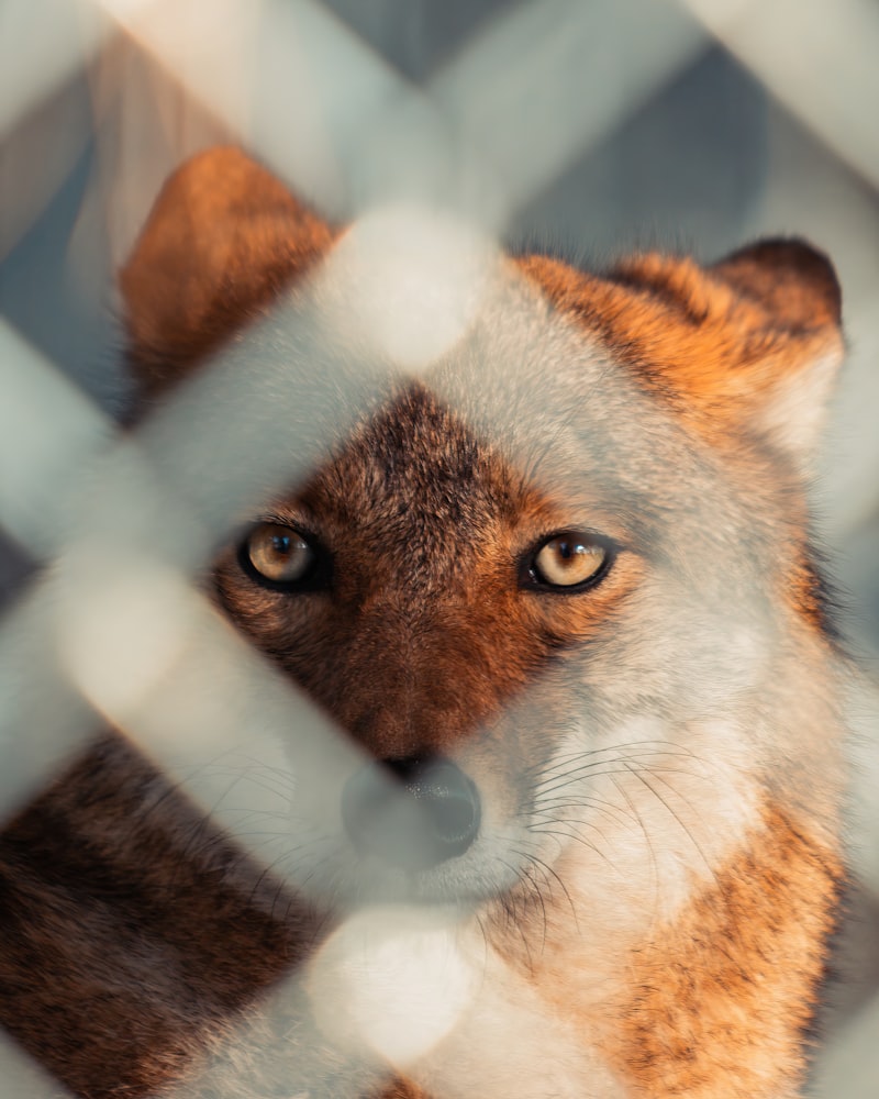 Ethology: Decoding the Secrets of Animal Instincts