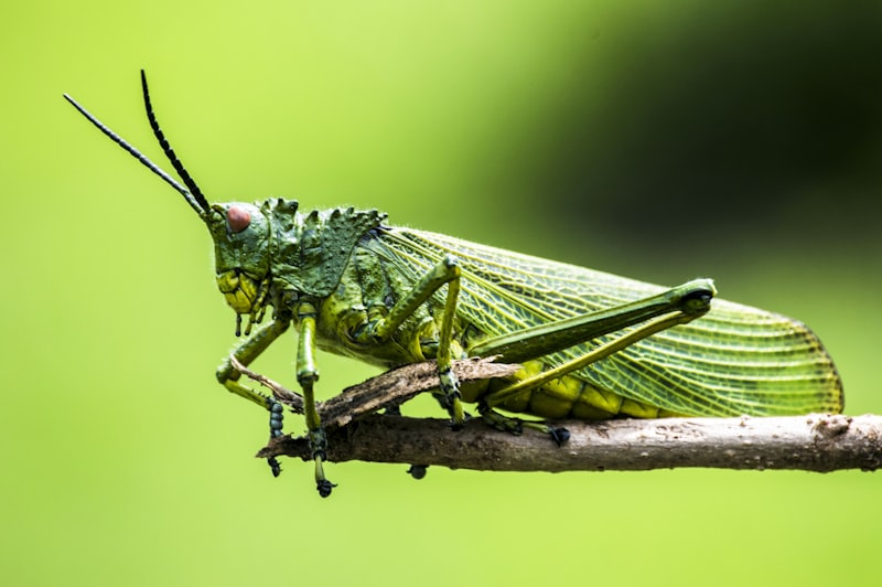 Eusociality: What Insects Teach Us About Human Behavior
