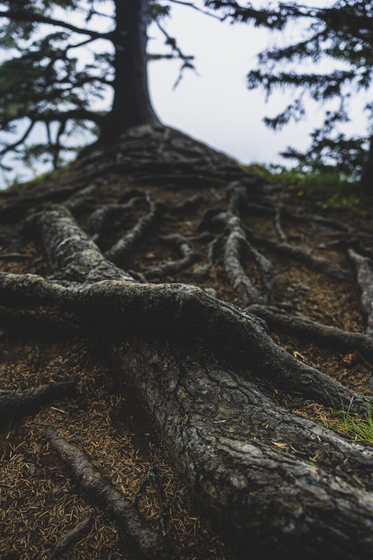 Generational Legacy: Why Your Roots Shape Your Reality