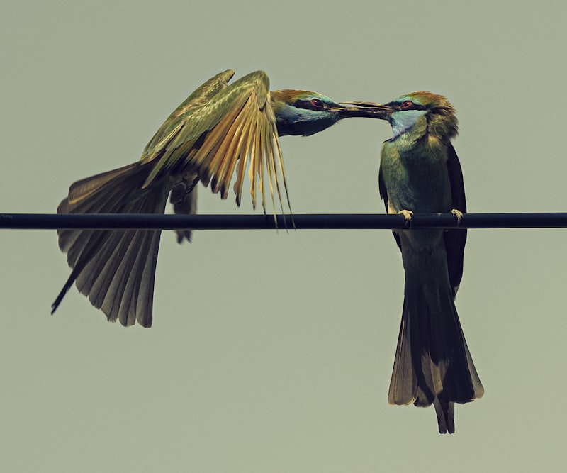 Lek Mating Systems: The Psychology of Communal Courtship
