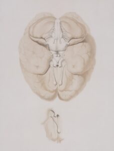 Lloyd Morgan’s Canon: Simplify Animal Mind Interpretations