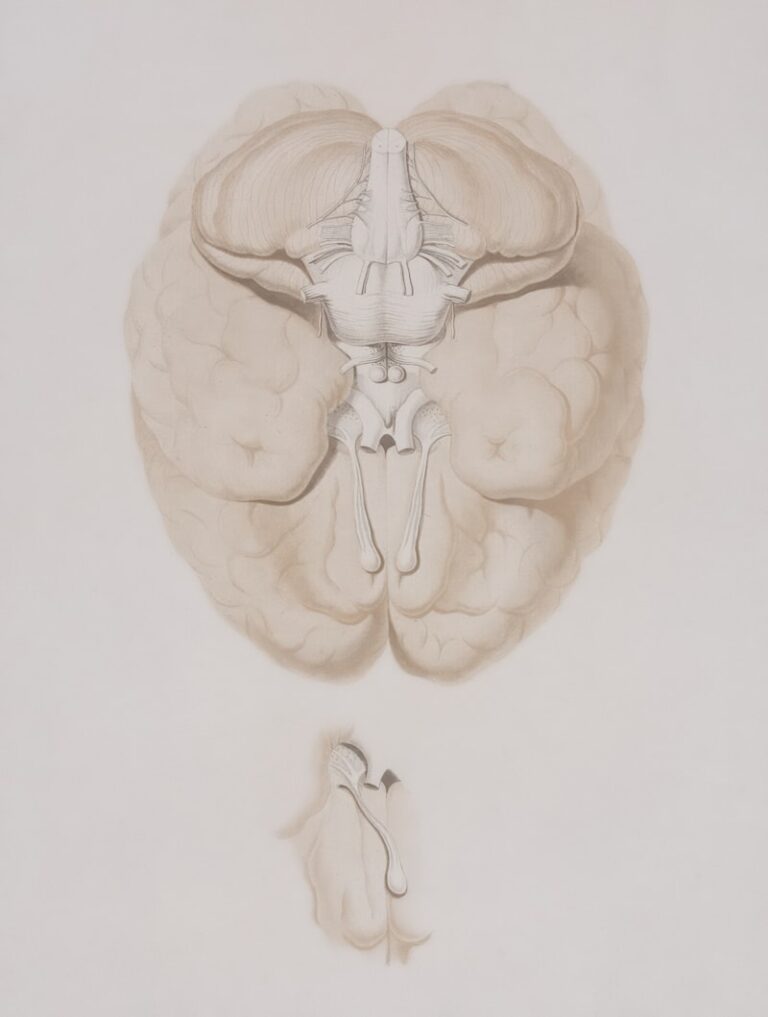 Lloyd Morgan’s Canon: Simplify Animal Mind Interpretations