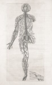 Median Nerve: The Hidden Architect of Human Action