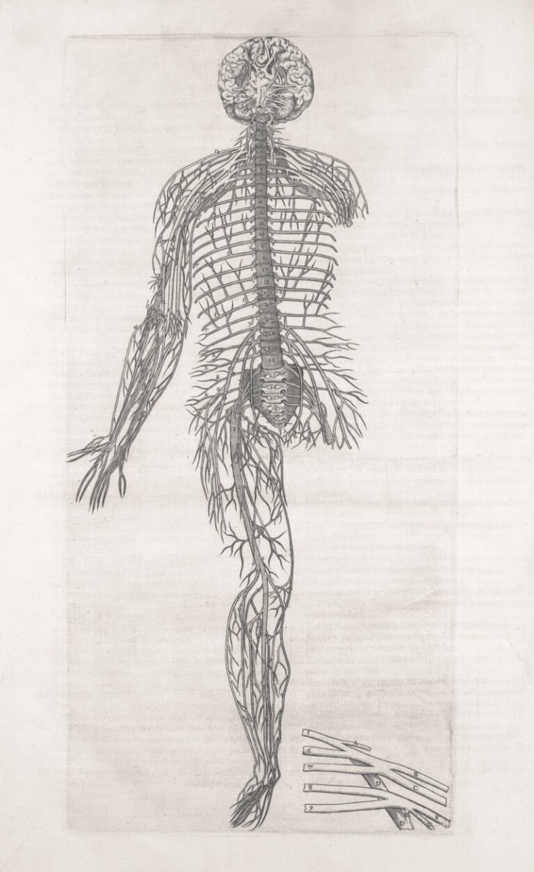 Median Nerve: The Hidden Architect of Human Action
