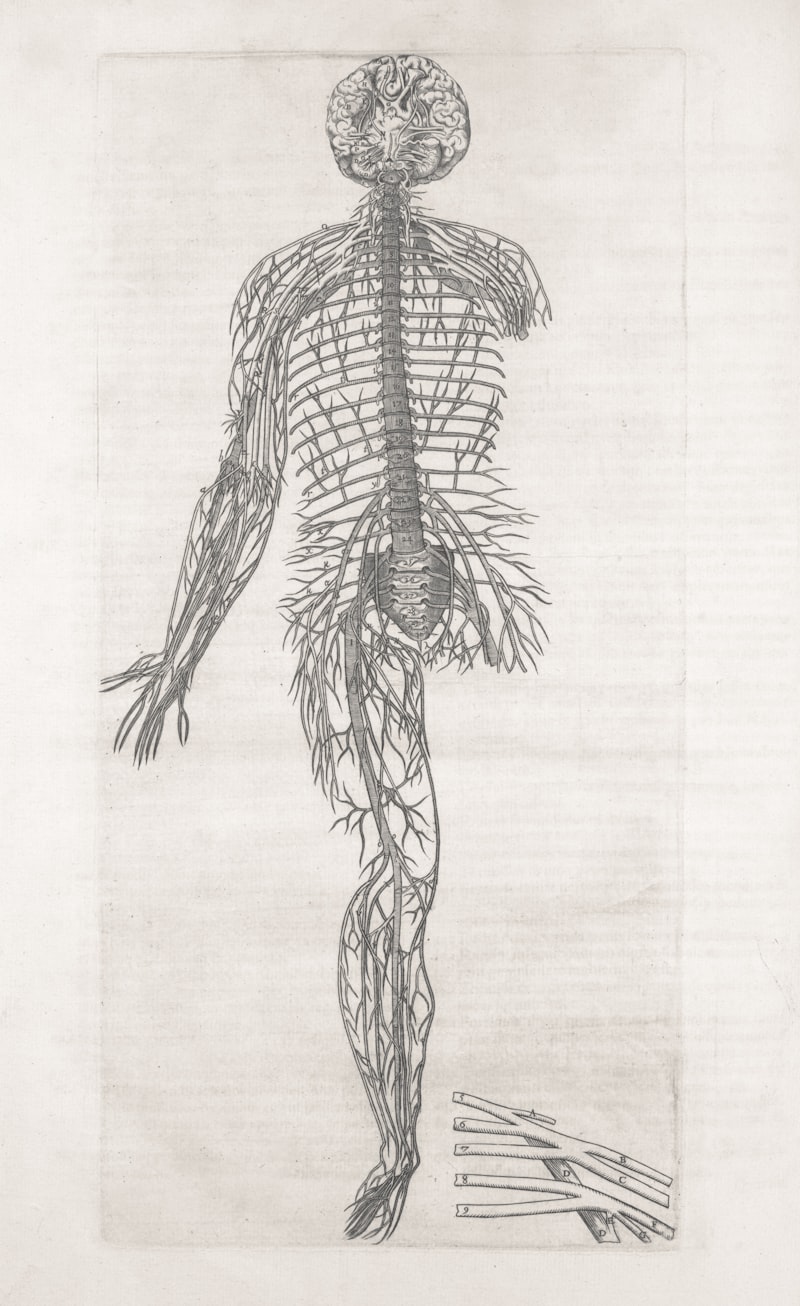 Median Nerve: The Hidden Architect of Human Action