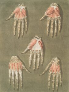 Meissner's Corpuscles: The Hidden Science of Your Touch
