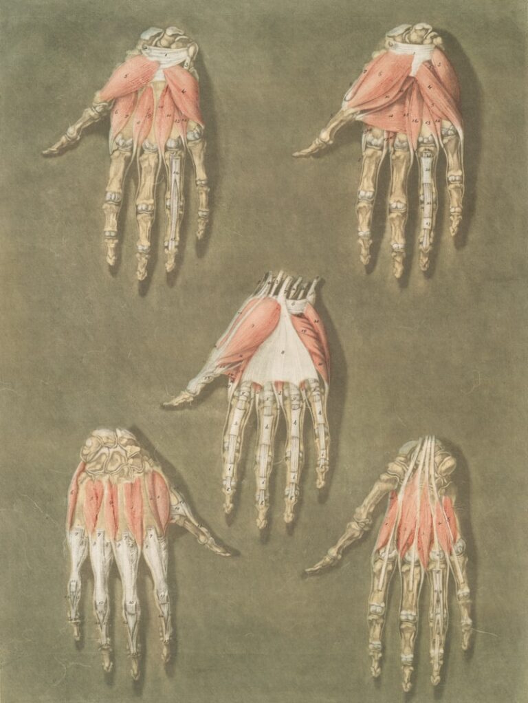 Meissner's Corpuscles: The Hidden Science of Your Touch