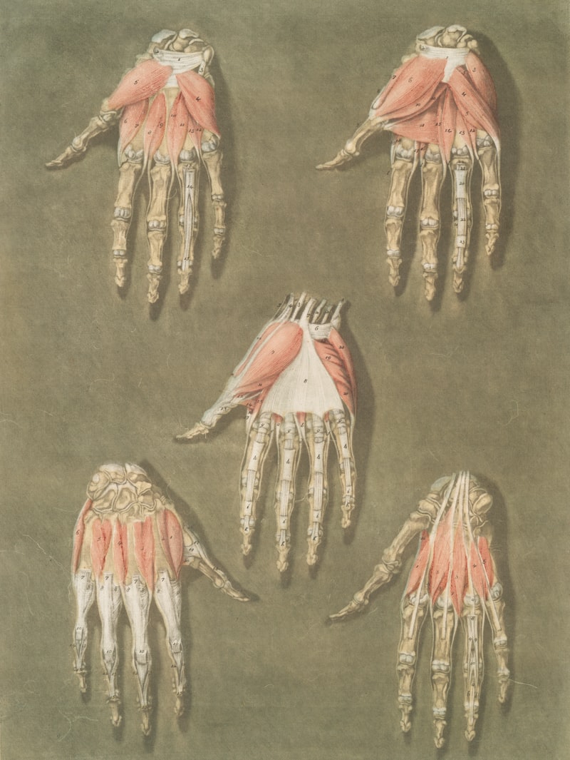 Meissner's Corpuscles: The Hidden Science of Your Touch