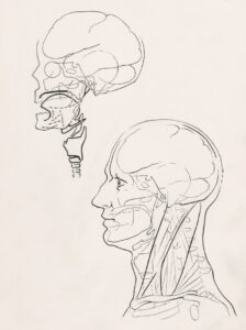 Mesocephaly: Decoding the Balance of Human Cranial Form