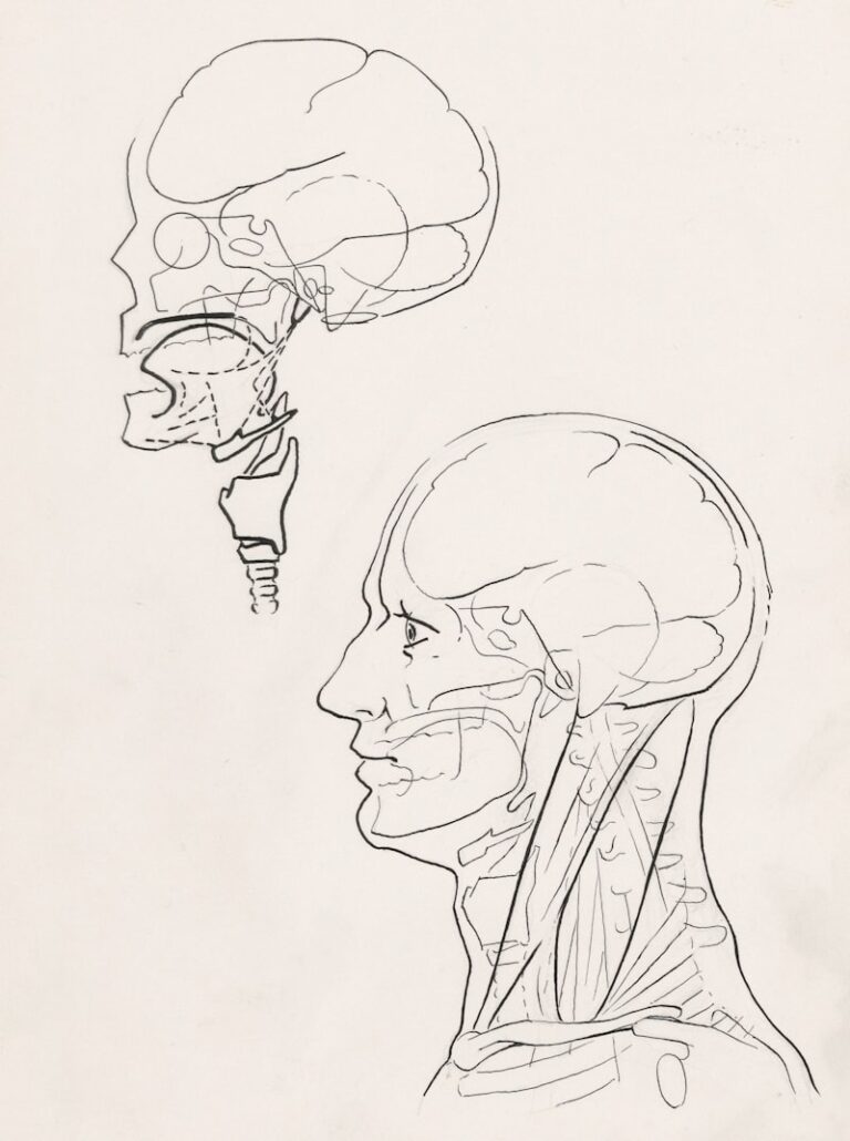 Mesocephaly: Decoding the Balance of Human Cranial Form