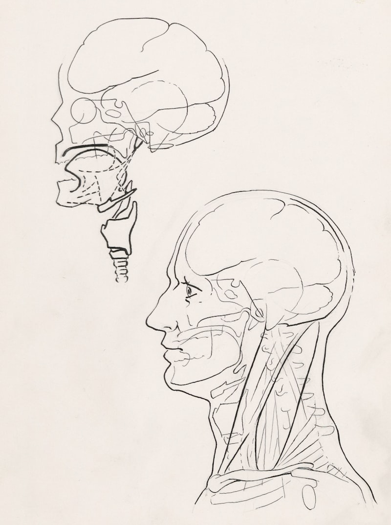 Mesocephaly: Decoding the Balance of Human Cranial Form