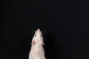 Motor Coordination: Mastering Rodent Balance Tests