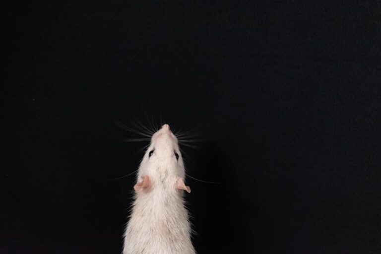 Motor Coordination: Mastering Rodent Balance Tests