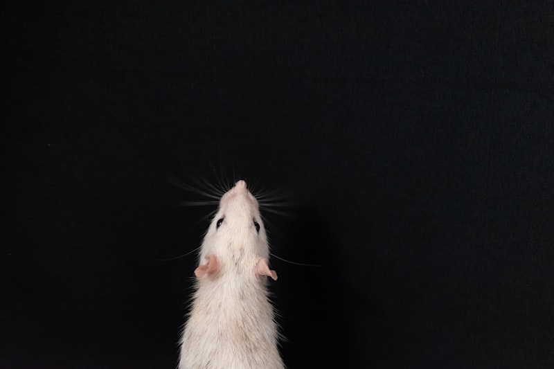 Motor Coordination: Mastering Rodent Balance Tests