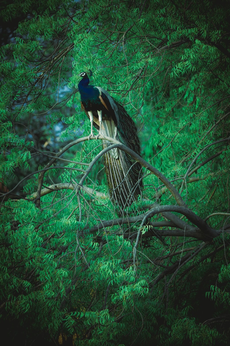 Naturalistic Observation: Seeing Behavior in the Wild