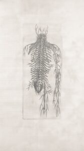 Neuroanatomy: How Spinal Roots Shape Your Mental Reality