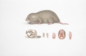 Nociception: Decoding Pain Responses in Rodent Models