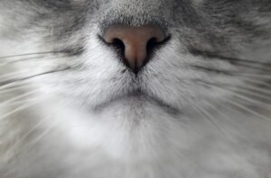 Olfactory Cross-Adaptation: Why Your Nose Ignores Scents