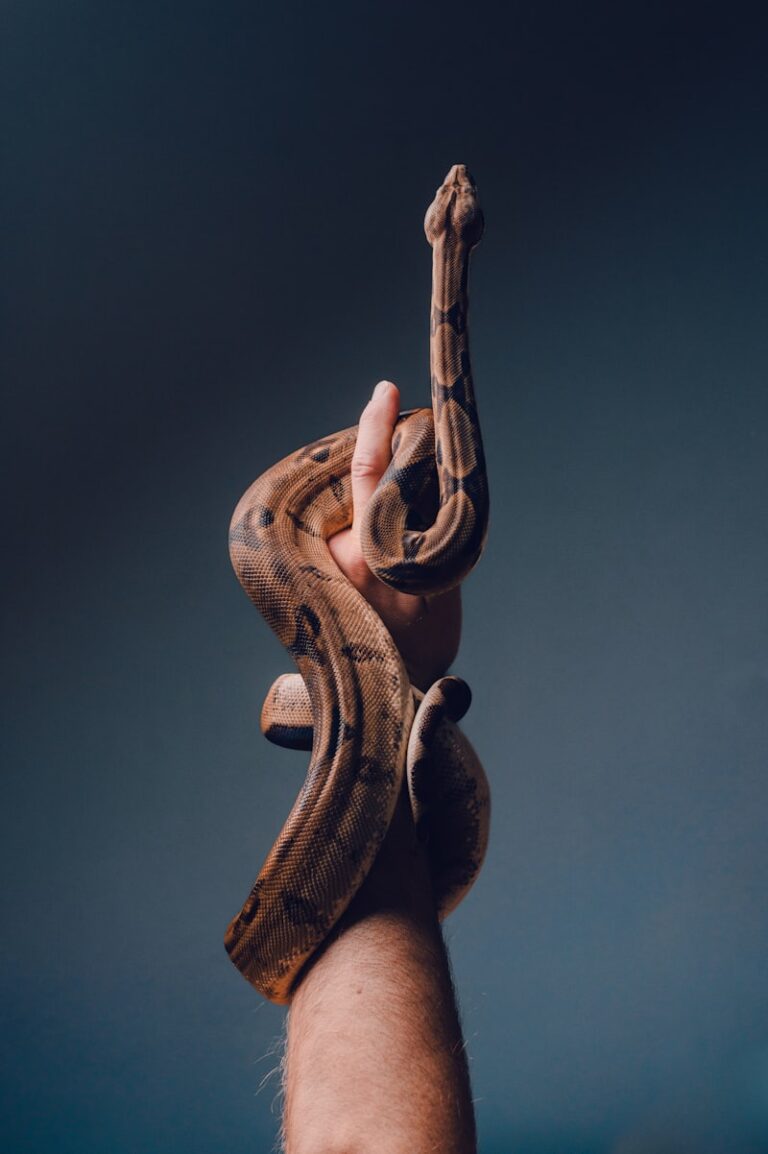 Ophidiophilia: The Psychology of Serpent Attraction