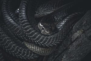 Ophidiophobia: Why We Fear Snakes and How to Heal