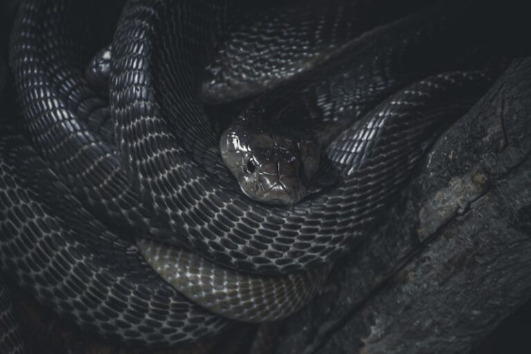 Ophidiophobia: Why We Fear Snakes and How to Heal