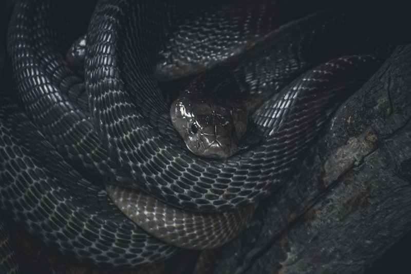 Ophidiophobia: Why We Fear Snakes and How to Heal