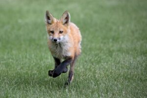 Orthokinesis: How Motion Drives Animal Behavior