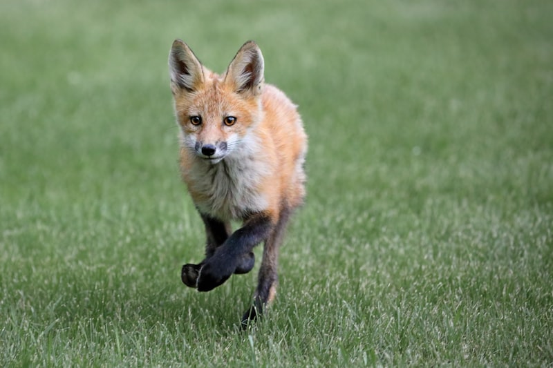 Orthokinesis: How Motion Drives Animal Behavior