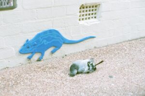 Passive Avoidance: Decoding Memory in Rodent Models