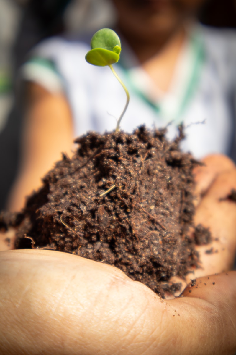 Posthypnotic Suggestion: Planting Seeds for Future Change