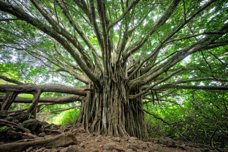 Pregenital Organization: Mapping the Roots of Human Growth