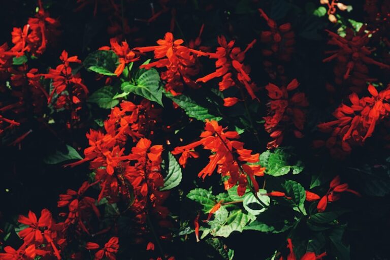 Red Sage: Ancient Roots for Mental Clarity