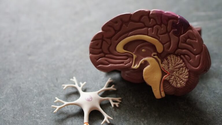 Reentrant Neural Activity: The Brain's Feedback Loop