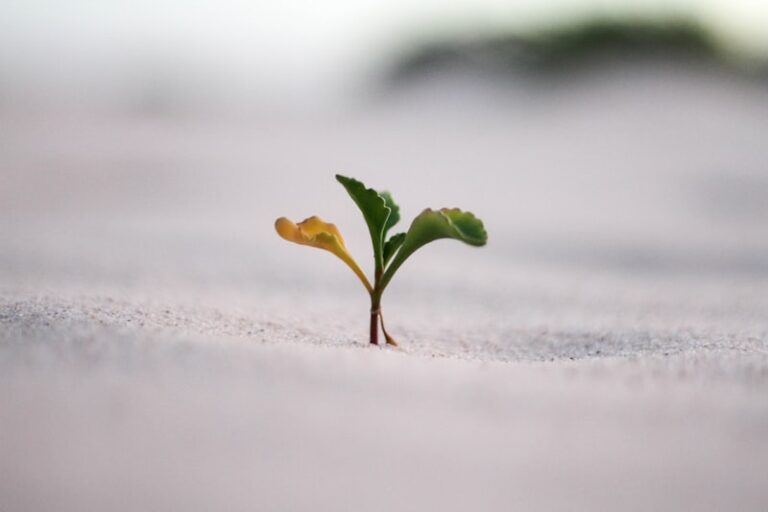 Resilient Mindset: Nurturing Growth Through Organic Change