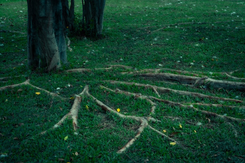 School Avoidance: Understanding the Roots of Truancy