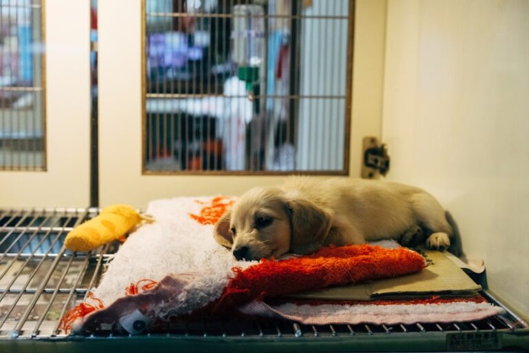 Shelter Care: A Sanctuary for Trauma Recovery