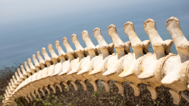 Skeletal Maturity: Decoding the Hidden Timeline of Growth