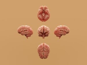 Social Differentiation: Why Our Brains Categorize People