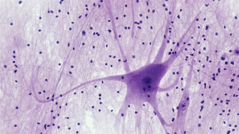 Spatial Summation: How Neurons Master Decision Making
