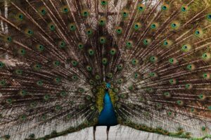 Species Recognition: How We Define Our Social World