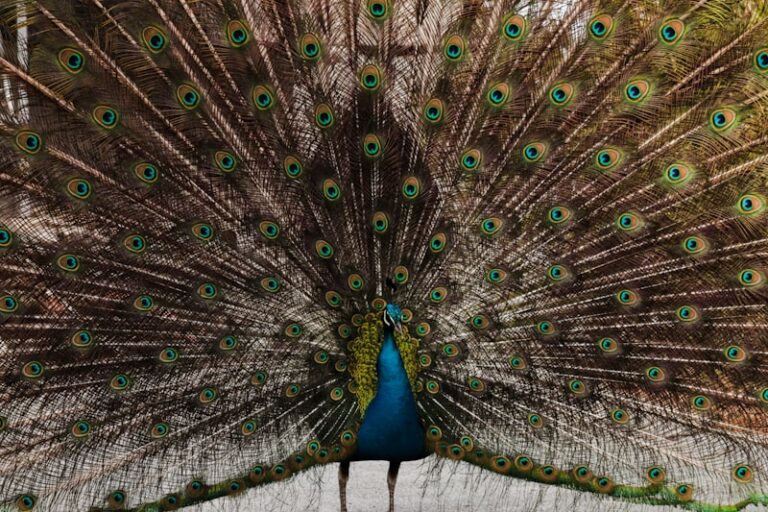 Species Recognition: How We Define Our Social World