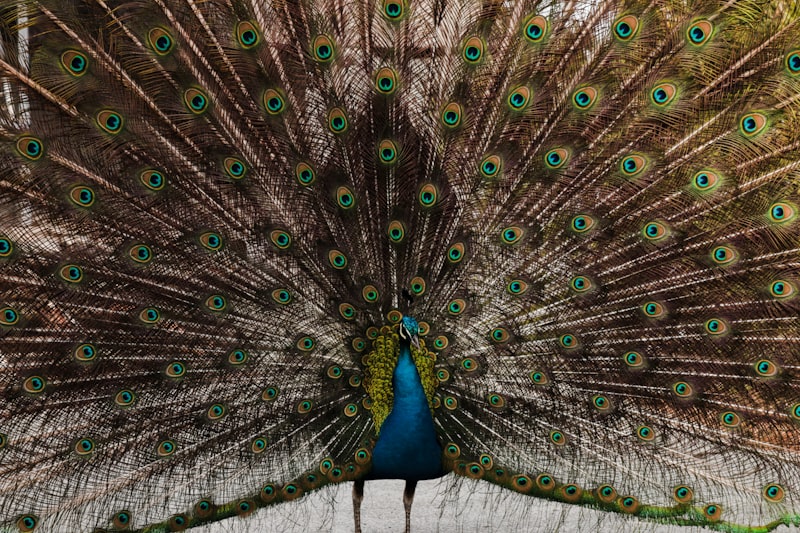 Species Recognition: How We Define Our Social World